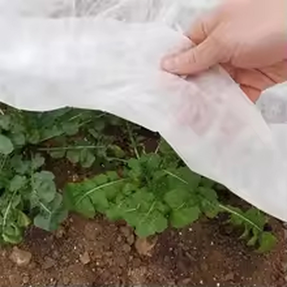 Wholesale Custom Plant Insulated Winter Tarp